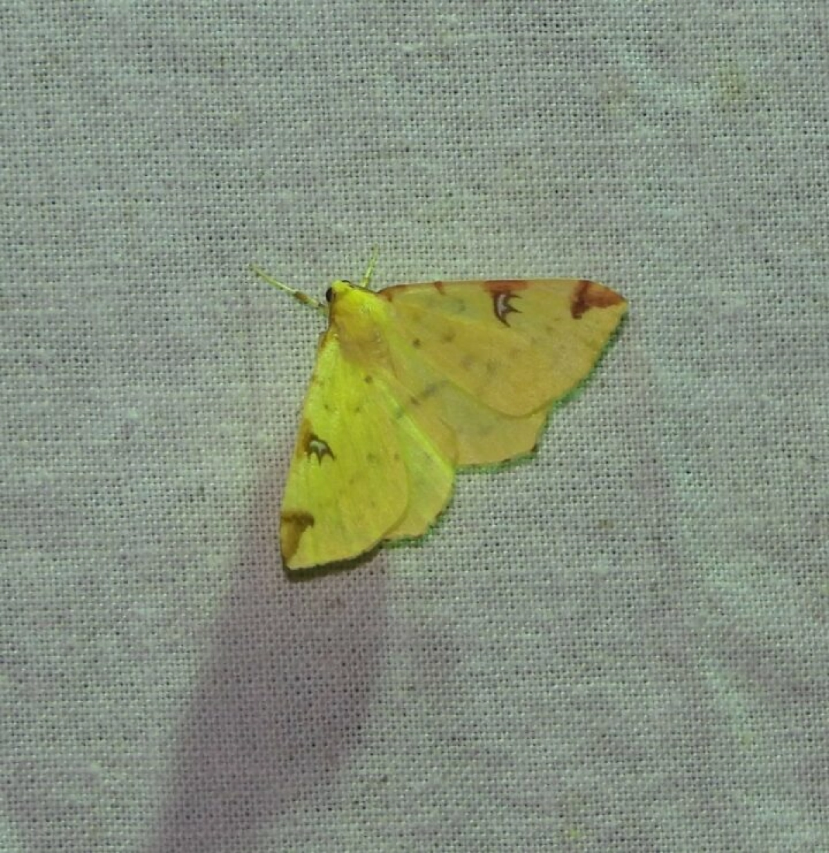 Nachtvlinders op het witte doek